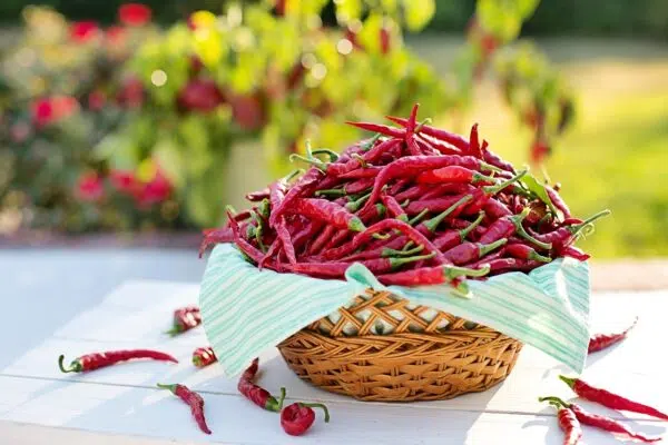 Wellhealthorganic.Com: Red Chilli You Should Know About Red Chilli, Uses, Benefits & Side-Effects